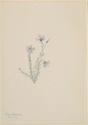 Len divoký (Linum lewisii)