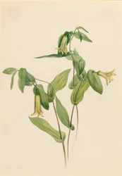 Zvonek lesní (Uvularia perfoliata)