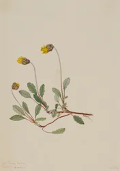 Dryáda žlutá (Dryas drummondii)