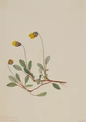 Žlutá Dryad Dryas drummondii, 1904.