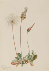 Žluté ovoce Dryad Dryas drummondii, 1920.
