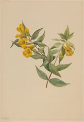 Jessamine žlutý (Gelsemium sempervirens)