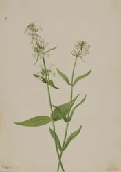 Pěnišník žlutý (Pentstemon confertus)