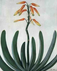 Aloe Striata (akvarel a kvaš přes tužku na pergamenu)