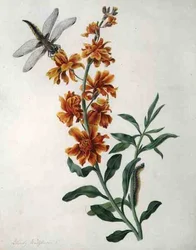 Erysimum Cheiri s vážkou a housenkou (akvarel a kvaš přes tužku na pergamenu)