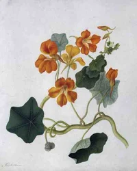 Tropaeolum (akvarel a kvaš přes tužku na pergamenu)