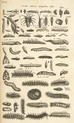 Tab XIX, Housenky, Ilustrace z „Přírodopisu čtyřnožců“