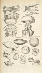 Tab XIX, Medúza, Mořská okurka a další mořský život, Ilustrace z „Přírodopisu čtyřnožců“