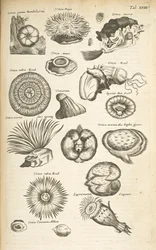 Tab XVIII, Mořský život, Ilustrace z „Přírodopisu čtyřnožců“, svazek 2