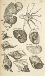 Tab X, lastury chobotnic a nautilů, ilustrace z „Historiæ naturalus de quadrupetibus“