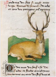 Le Livre des simples medecines - překlad do francouzštiny z latinského rukopisu Matthaeus Platearius z 12. století (pergamen)