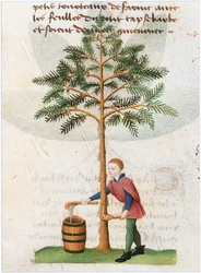 Le Livre des simples medecines - překlad do francouzštiny z latinského rukopisu Matthaeus Platearius z 12. století (pergamen)