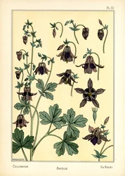 Columbine (barevné lito)