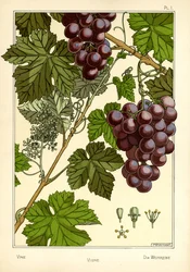 Vine (barva lito)