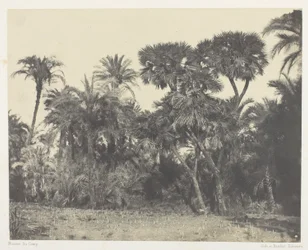 Dřevo datlových palem a palem Doums, Horní Egypt