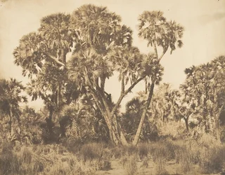 Doum Palms v Hamarneh, 1849-50.