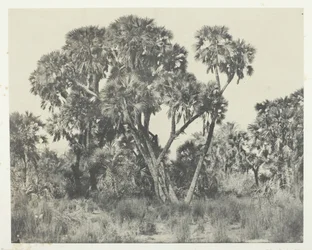 Palmy Doums, Horní Egypt, 184951, tištěno 1852.