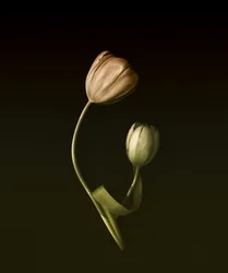 Tlumené tulipánové objetí