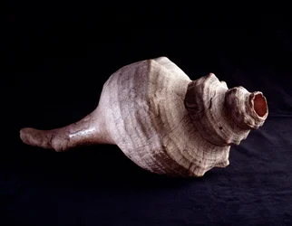 Předkolumbovské umění, mayská civilizace, klasické období: mořská lastura používaná jako hudební nástroj (trubka). Z Uaxactúnu, Guatemala. Rozměry 19,2 x 41,5 cm. Guatemala, Národní muzeum archeologie a etnologie