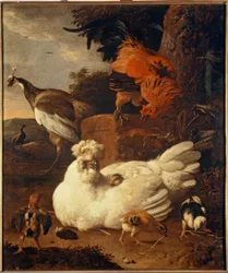 M. de Hondecoeter, matka slepice s kuřaty