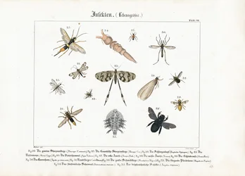 Různý hmyz se zaměřením na blanokřídlé (Hymenoptera) a dvoukřídlé (Diptera)