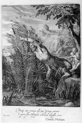Pan pronásleduje Syrinx, která se promění v rákos, 1665