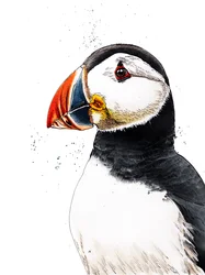 Clive The Puffin on White, 2019