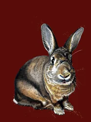 Meg The Bunny na Red Oxide, 2020