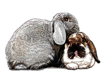 Thinking of Bunnies on White, 2020