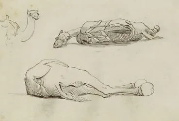 (Studie o velbloudech)