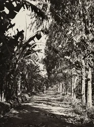 „Budování říše“ ve fašistickém věku: ovocný háj v Cheren, 09.05.1936 (čb foto)