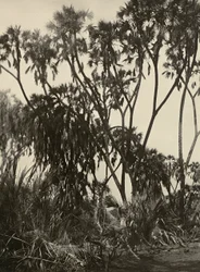 „Budování říše“ ve fašistickém věku: háj dumských palem, 09.05.1936 (černobílá fotografie)