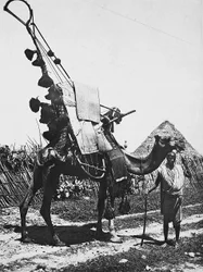 „Budování říše“ ve fašistickém věku: velbloud s nádherou pro svatební obřad, 09.05.1936 (černobílá fotografie)
