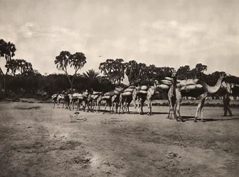 „Budování říše“ ve fašistickém věku: karavana velbloudů, 9.5.1936 (černobílá fotografie)