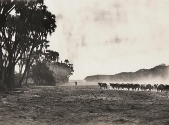 „Budování říše“ ve fašistickém věku: dobytek nahnaný k řece Gasc, 09.05.1936 (černobílá fotografie)