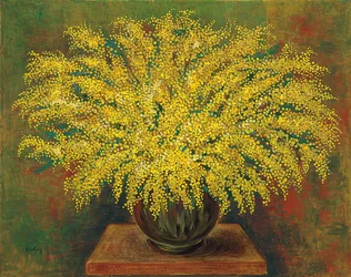 Mimózy