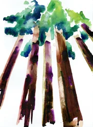Sequoia, 2021 (akvarel na papíře Langton, 300 g/m2 lisovaném za studena)