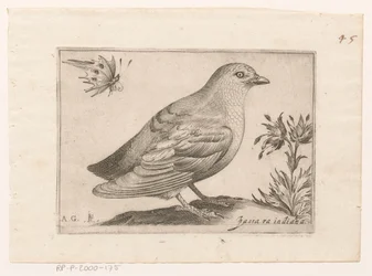 Vogel Passra Indiana (název na objektu) Vogels (název série)