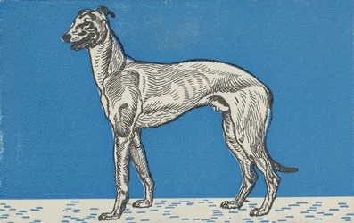 Greyhound, 1912.
