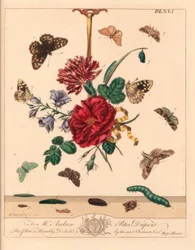 Motýl úhlový, Phlogophora meticulosa, dubový háčkovec, Watsonalla binaria, Motýl matka Shipton, Callistege mi, strakatý dřevěný motýl, Pararge aegeria, háčkovitá špička, Watsonalla cultraria, hnědá čínská značka, Elophila nymphaeata, Hip of honour