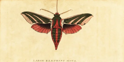 Jestřáb sloní, Deilephila elpenor., 1800 (rytina)