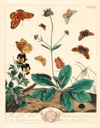 třesavec mastný, Euphydryas aurinia, třesavec hnědý, Fabriciana adippe, můra trojprstka, Aplocera plagiata, žluť skvrnitá, Pseudopanthera macularia a můra karmínová a zlatá, Pyrausta purpuralis, na svrabu ďábelském, Sisuccina