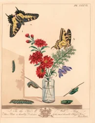 Vlaštovčí motýl, Papilio machaon. Ručně kolorovaná litografie podle ilustrace