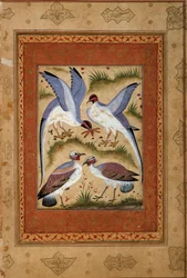 Ptáci. Miniatura kvašem z mughalské školy. 1590-1600. Paříž, Muzeum Guimet, Národní muzeum asijských umění