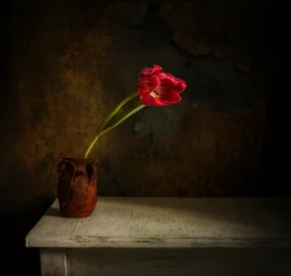 Tulipán „Moody Red“