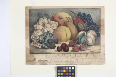 Fruits Of The Season (ručně kolorovaná litografie)
