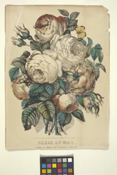 Roses Of May (ručně kolorovaná litografie)