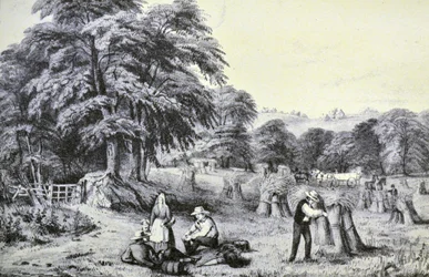 Currier & Ives ilustrace 19. století. Sklizeň