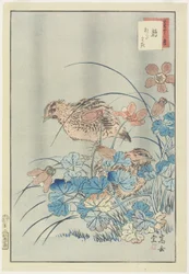 Two Quails in Bush, 1859 (barevný dřevořez)