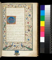 Ms 336. Sallustius, Catilina a Jugurtha, f. 1r. Plně iluminovaný okraj s pávy, králíky, zelenými papoušky a holubicí
